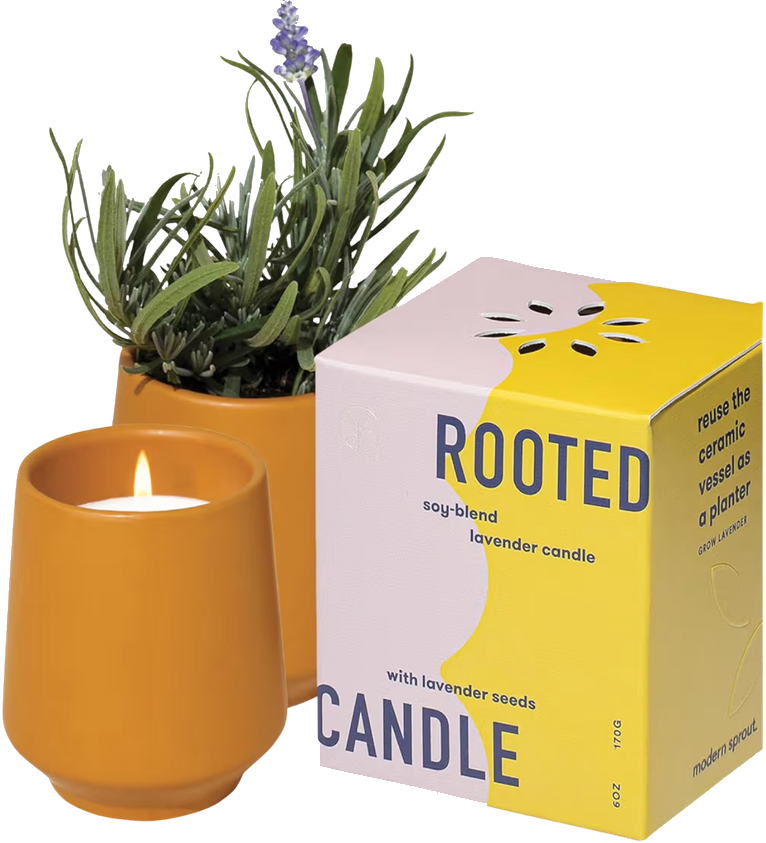 Modern Sprout Candle + Lavender Seeds