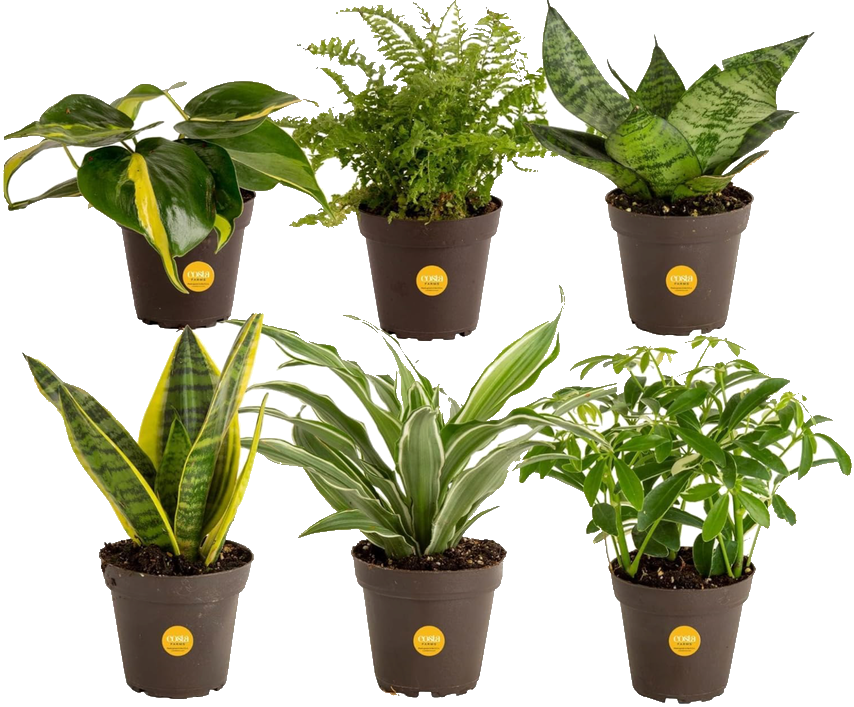 Assorted Houseplants 6-Pack