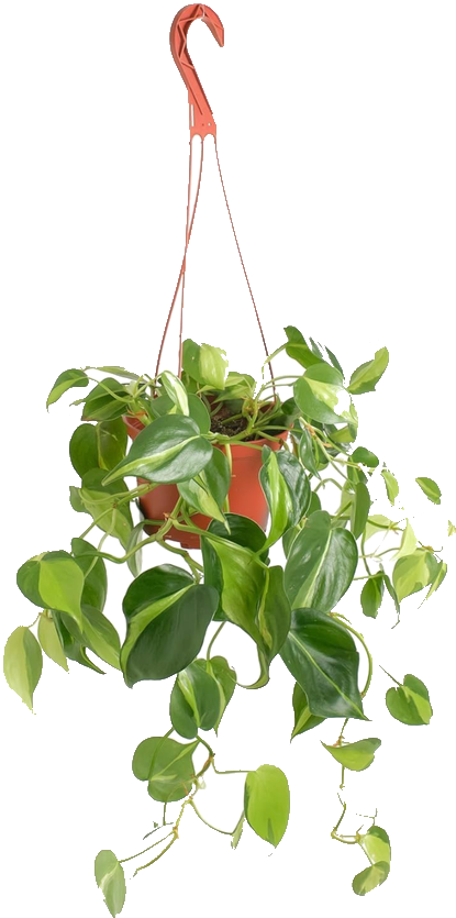 Brasil Philodendron 6"