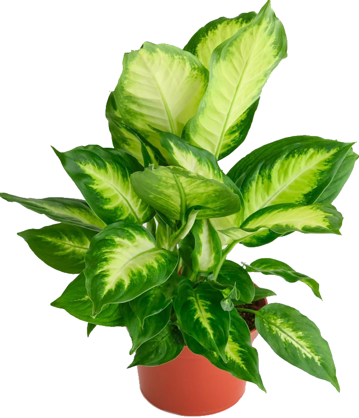 Dieffenbachia Camille 4"