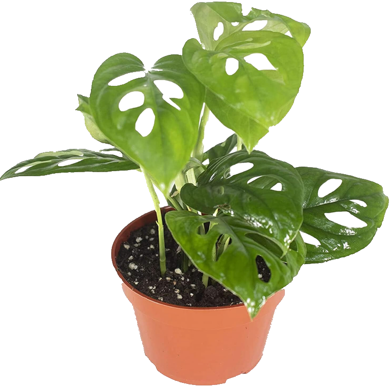 Monstera Adansonii 4"