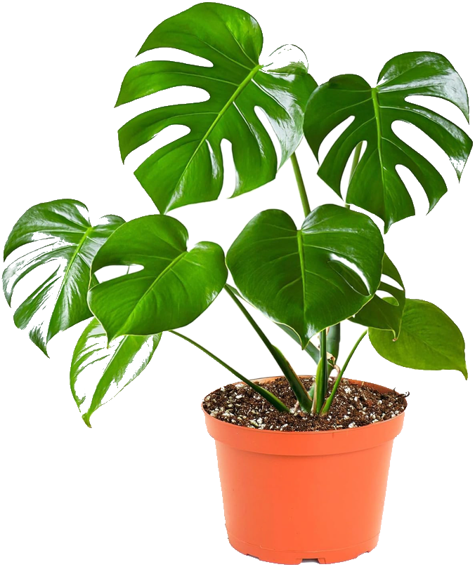 Monstera Deliciosa 6"