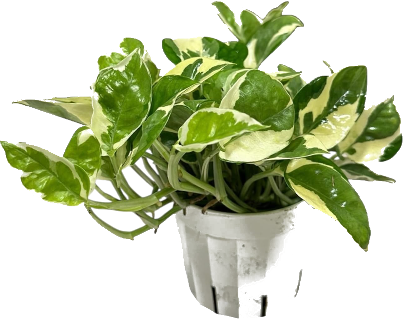 N'Joy Pothos 4"