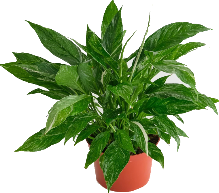 Peace Lily Domino 4"