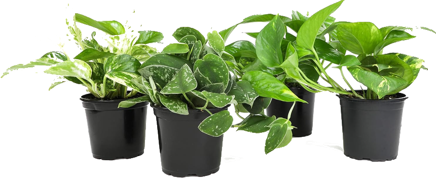 Pothos 4-Pack