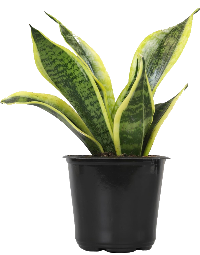 Sansevieria Superba 4"